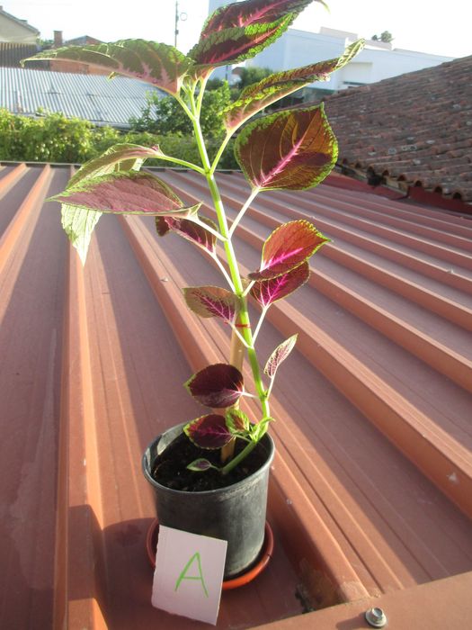 Planta Colio, de interior / exterior. 5euros