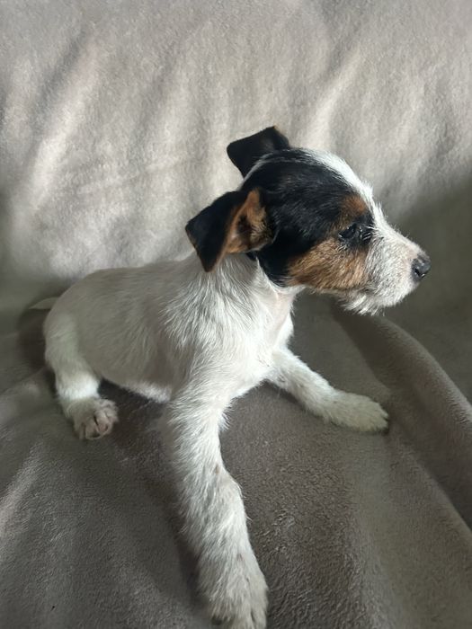 Jack russell terrier