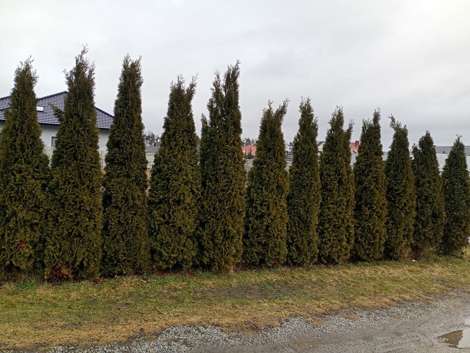 Tuja szmaragd  12 szt