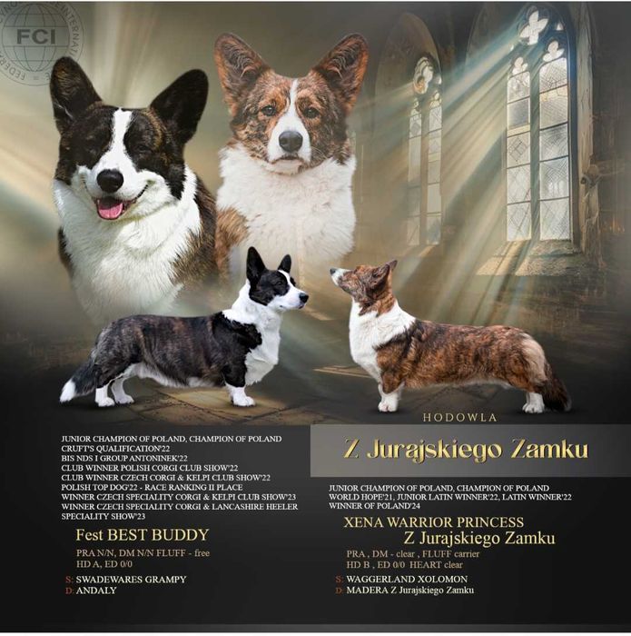 Chłopczyk welsh corgi cardigan