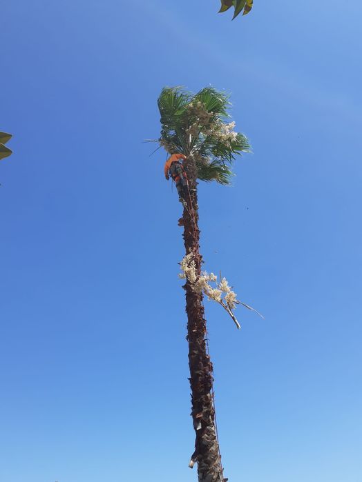 Corte e limpeza de árvores por método de escalada e limpeza de terreno