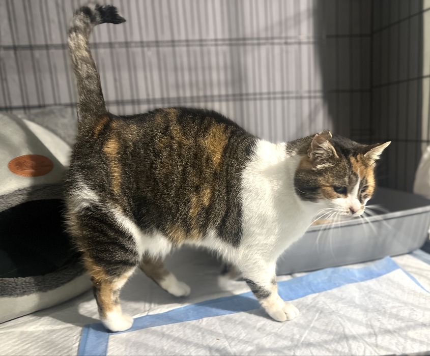 Królowa Gaja czeka na kochajacy dom