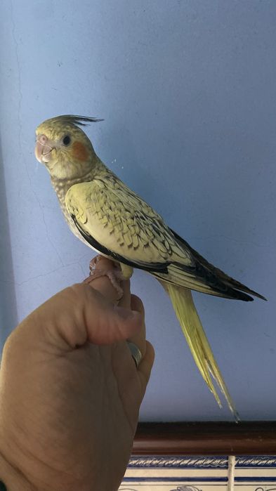 caturra domesticada excional