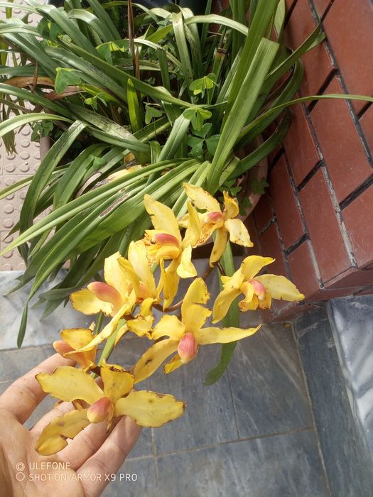 Mudas de orquídeas