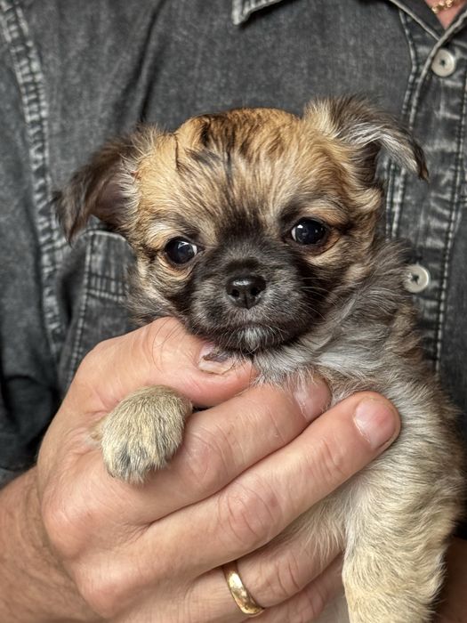 Śliczna dziewczynka długowłosa chihuahua ZKwP/ FCI