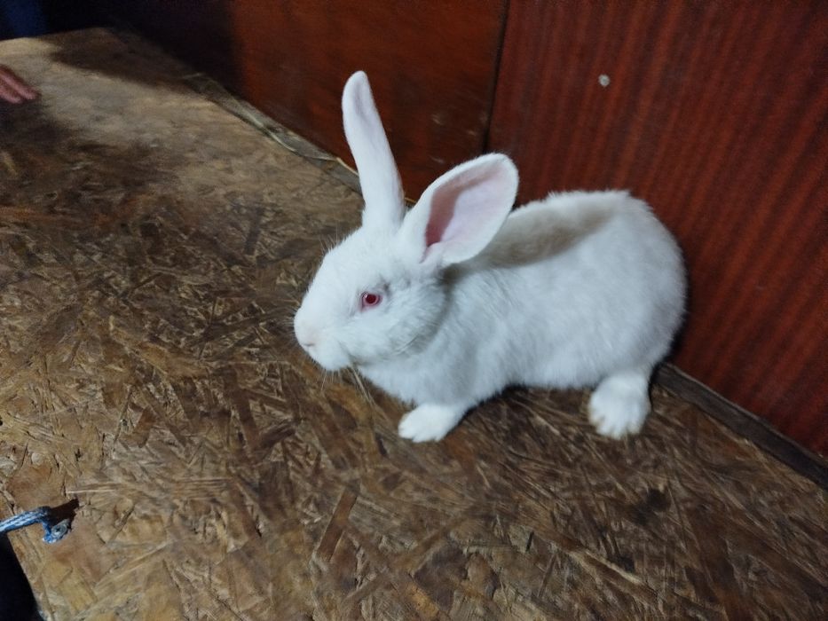 Кролі 3 місяці )