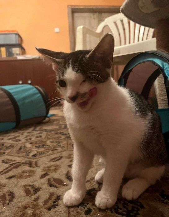 Ash Jack szukamy domu