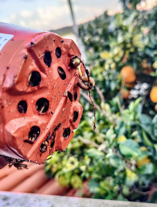 Muda de Planta Alocasia