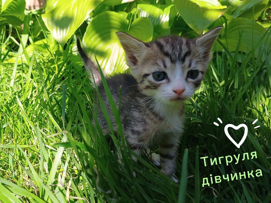 Кошенята !!!Віддам
