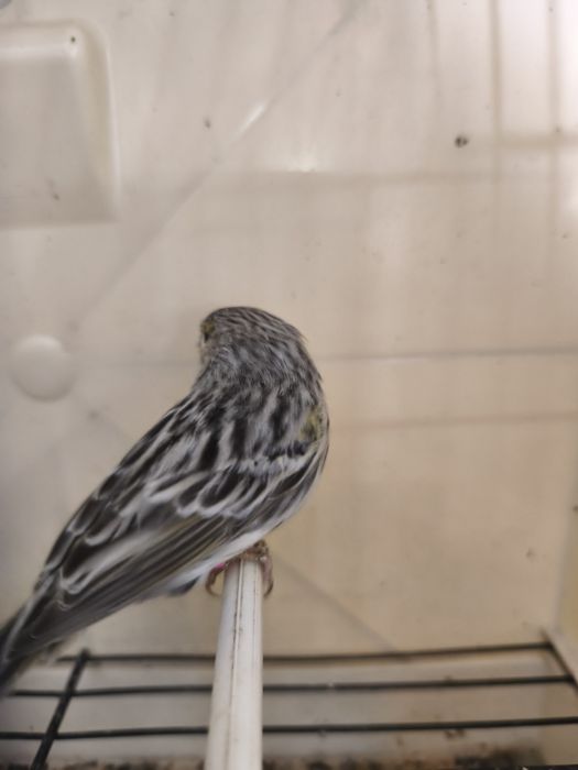 Caturras e canários disponíveis