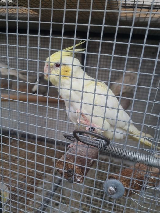 Femea caturra face palida