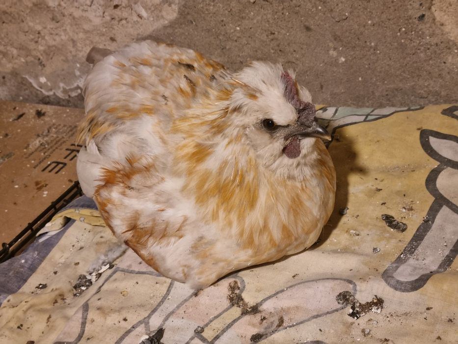 Koguty,  Koguty, kury, kaczor, kaczka pizmowa