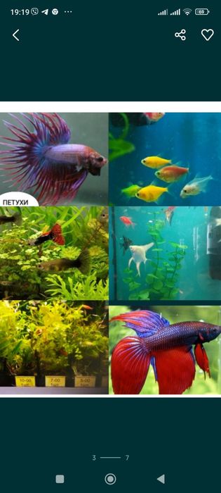 живець  на рибалку карасик 4-10см