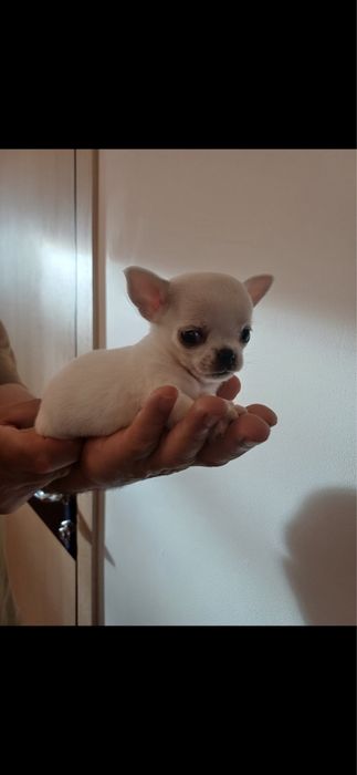 Мальчик чихаухуа