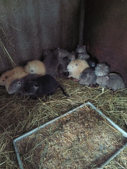 Цуценята продам.