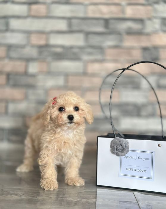 Ваше маленьке щастя " Мальтіпу " Мальтипу це маленький милий друг.