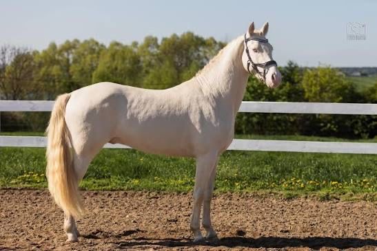 Tegoroczna klacz 1/2 APH i  Deutsche reit pony