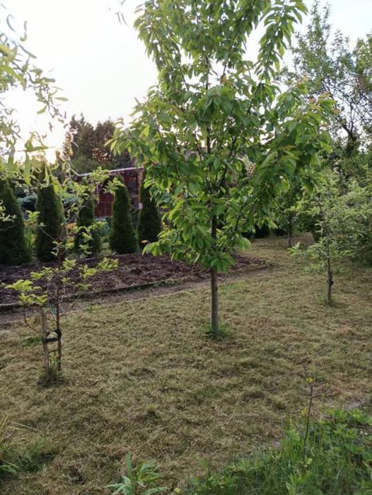 Działka na ROD Zelów z domkiem