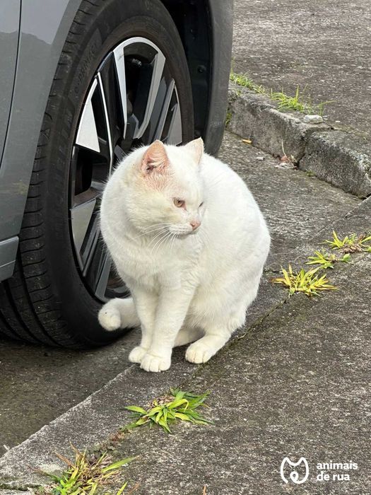 Suspiro | Para Adoção