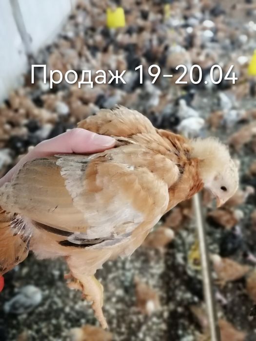 Підрощені курчата