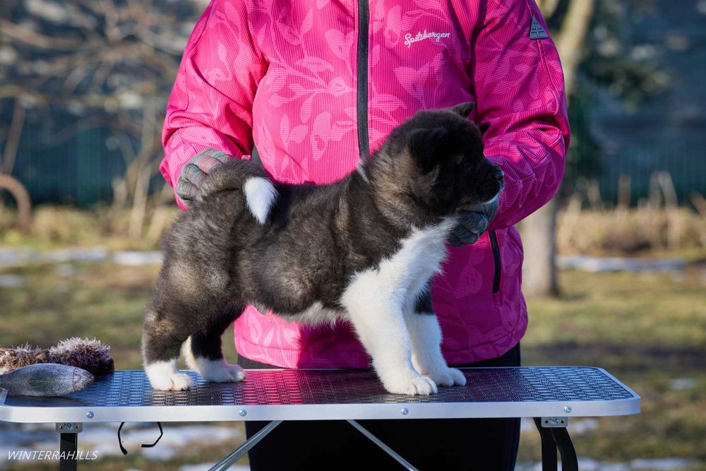 Американська Акіта ~ Американская Акита