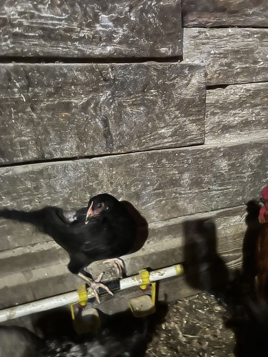 Молоді кури ,півні