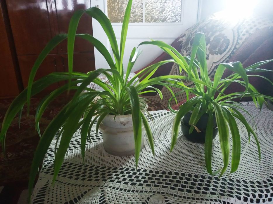 Хлорофітум, вазон