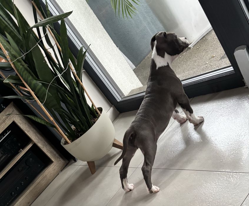 American stafordschire terrier