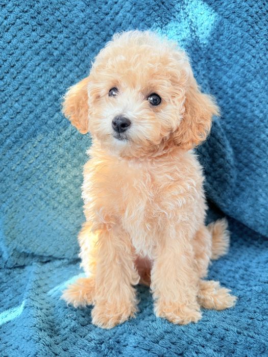 MALTIPOO F1B  po pudlu Toy - suczka