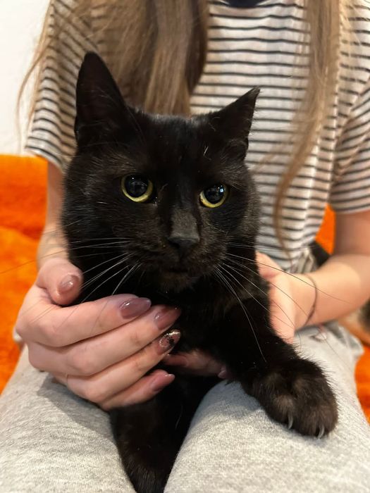 Bakuś szuka domu na zawsze