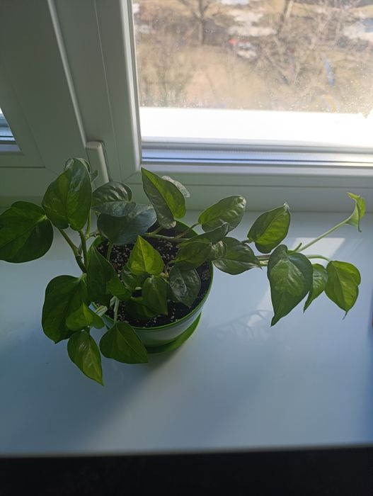 Продам кімнатні квіти