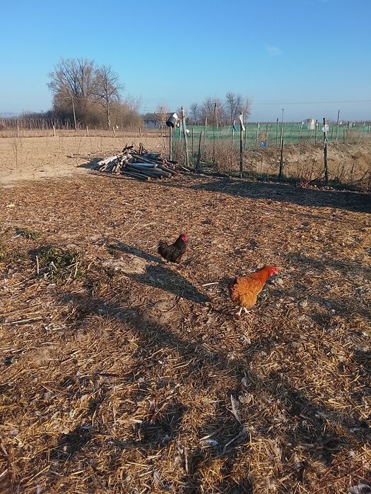 Kogut z 2025r ozdobny