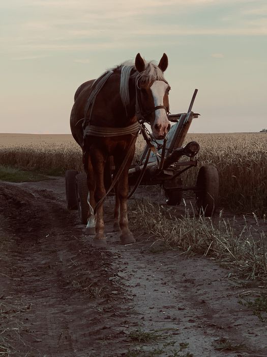 Продам кобилу  спокійну не кусається