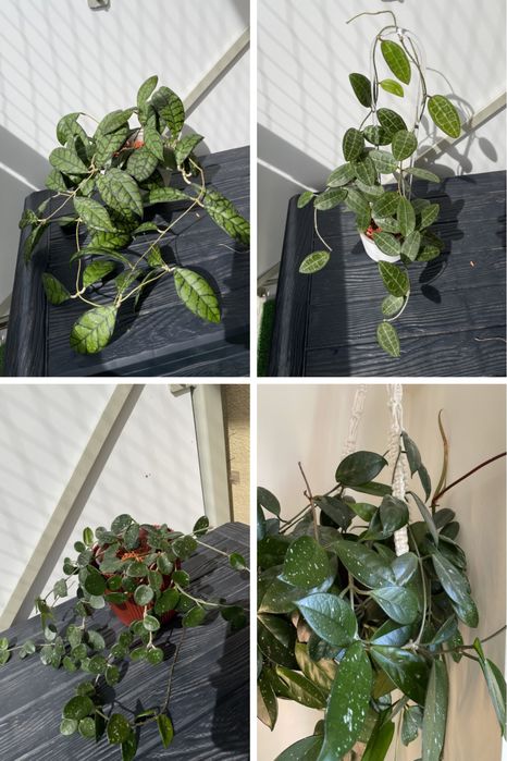 Hoya mix wibergie, callistiphylla, macrophylla, sabah… cięte węzły
