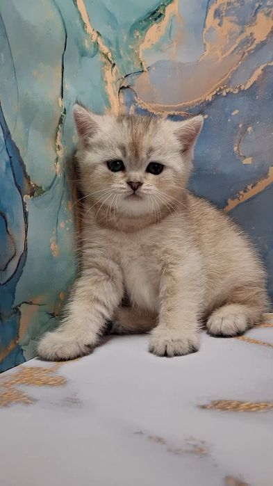 Игривые короткошерстные котята