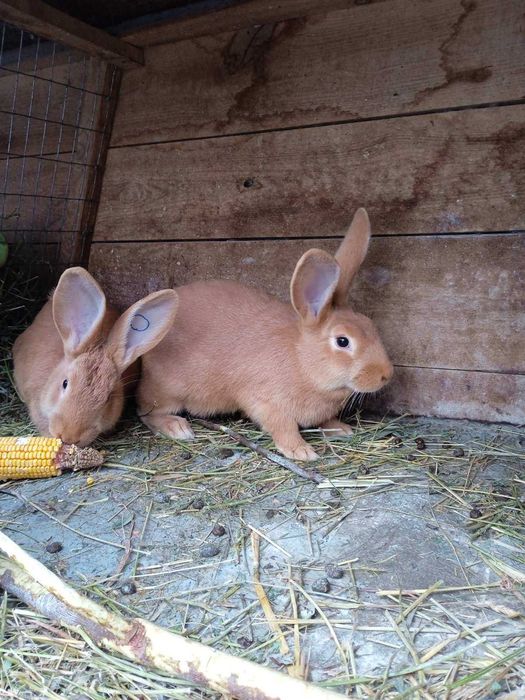 Кролик Бургундія