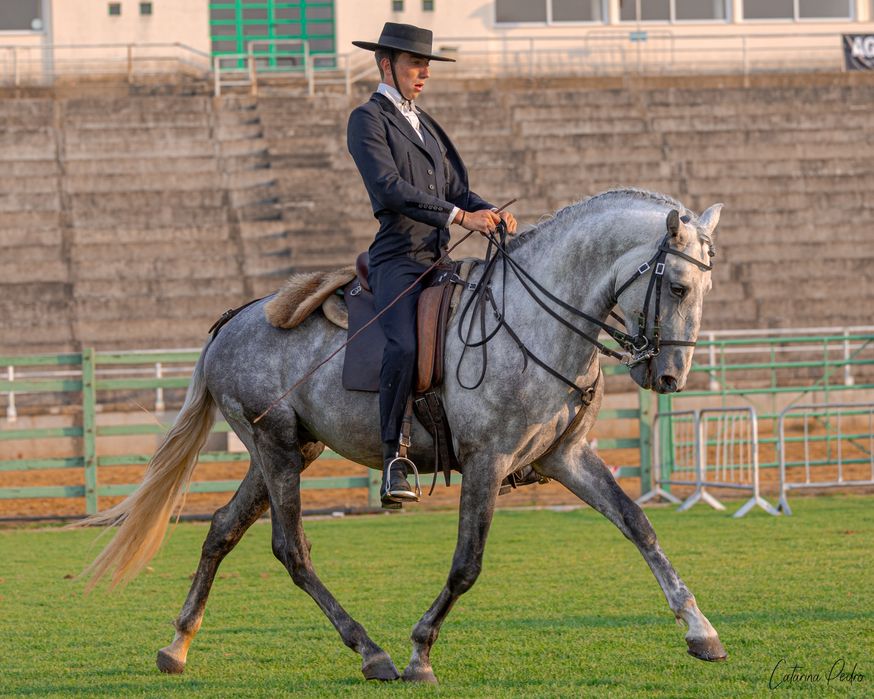 Poldro Lusitano de 4 anos