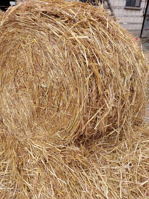 Słoma z mieszanki zbożowej