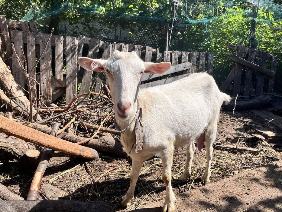 Зааненська Кози ціна одної