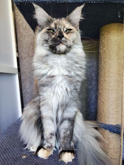 Мейн-кун дымная черепаха 2года