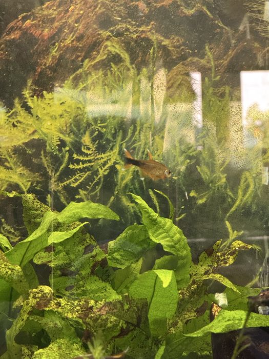 Peixe Tetra Cobre