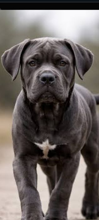 Кане-Корсо Дівчина , вік 4 Крупна потужна