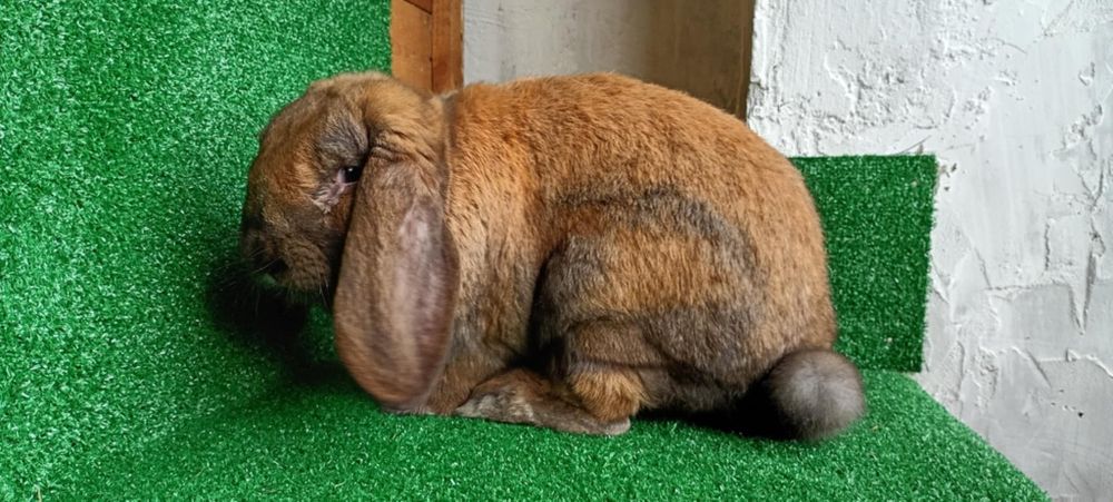 Baran francuski madagaskarowy rodowód samiec