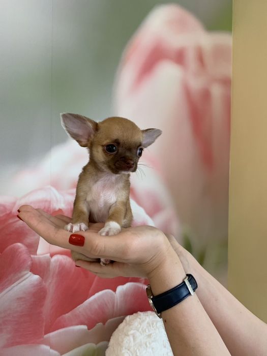 Мини мальчик чихуахуа, продам