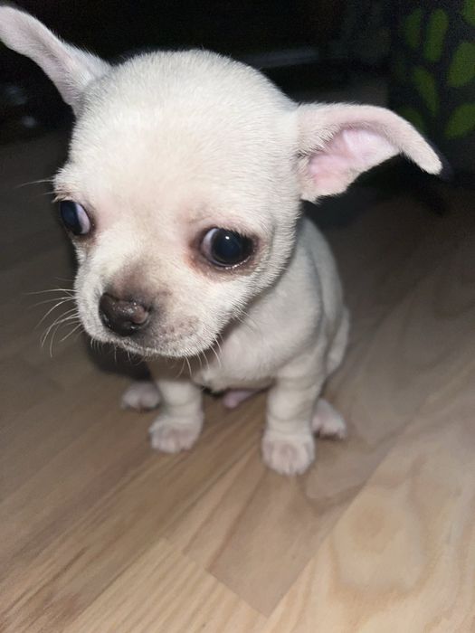 Хлопчик міні чіхуа білий