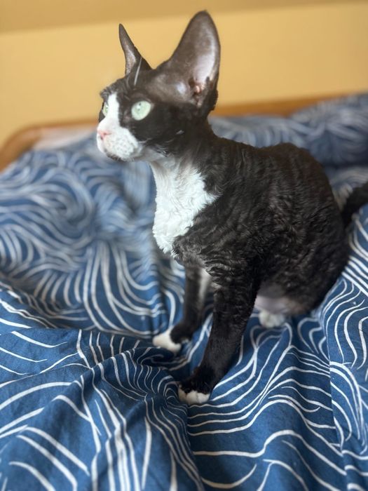 Śliczna Kotka Devon rex