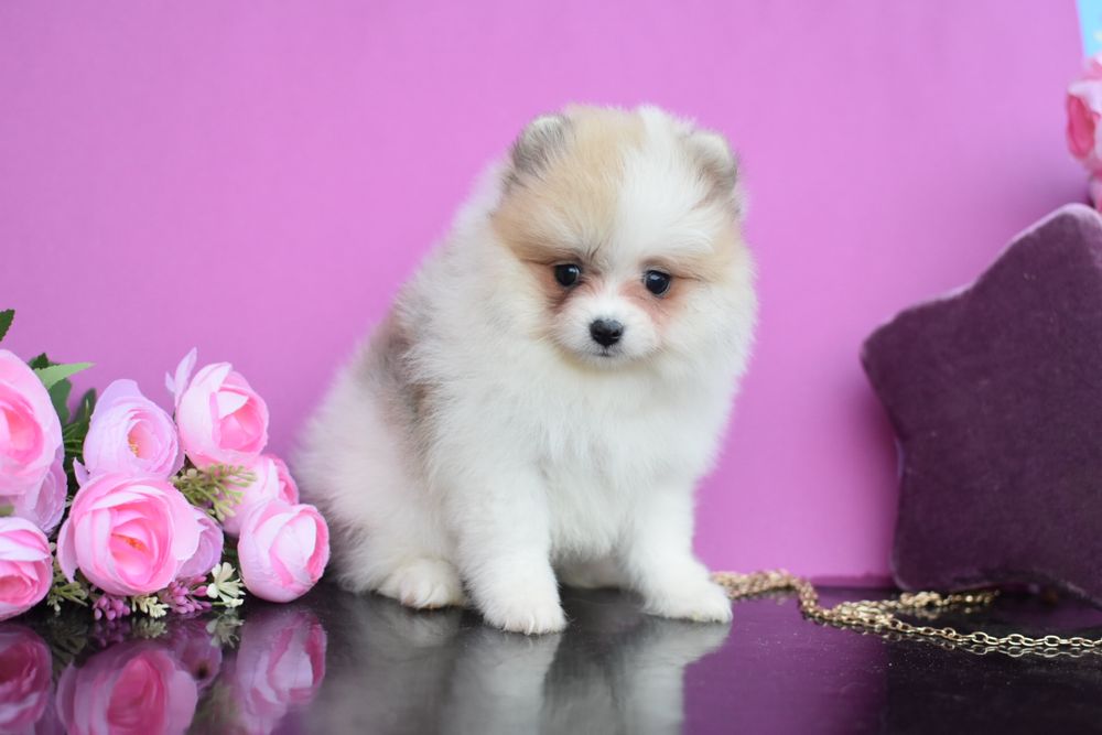 Дівчинке Цукерка шпиць