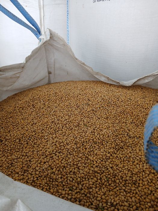 Soja odmiana Abaca,Adelfia,Ceres, Comandor, wojtek