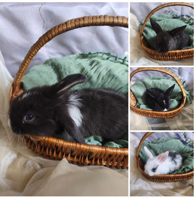 Mini lop, baranek miniaturowy, króliczek miniaturka, rezerwacje