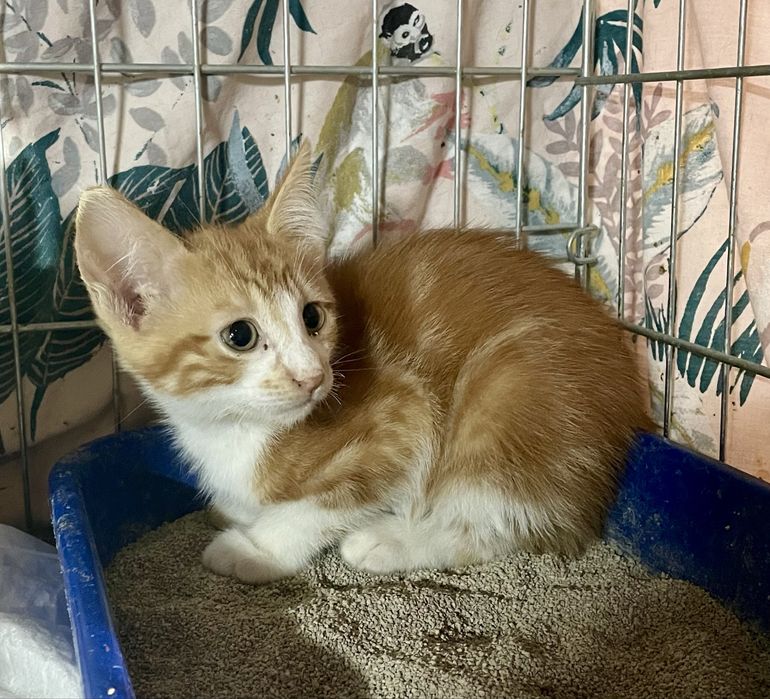 Котенок мальчик маленький рыжий мраморный с белым кошеня хлопчик рудий